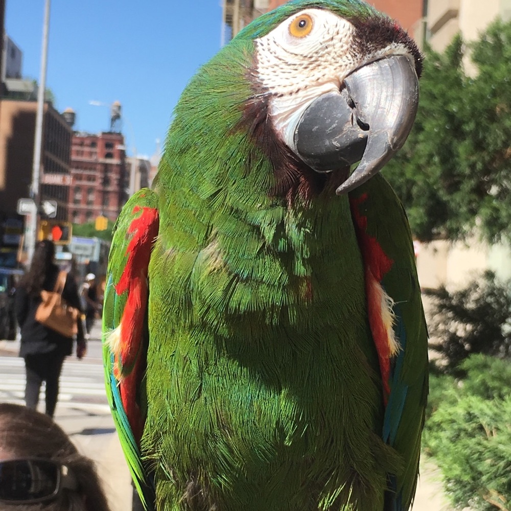 Phoenix 20 Years Old